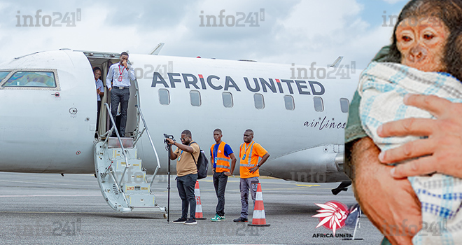 Gabon : Africa United Airlines vole au secours d’un bébé chimpanzé orphelin de Tchibanga à Franceville