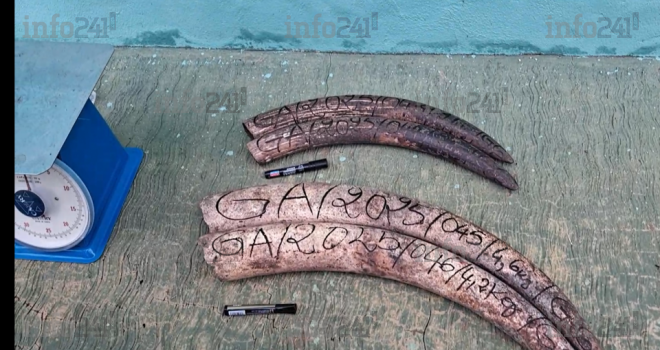 Gabon : Deux trafiquants d’ivoire arrêtés en flagrant délit à Makokou