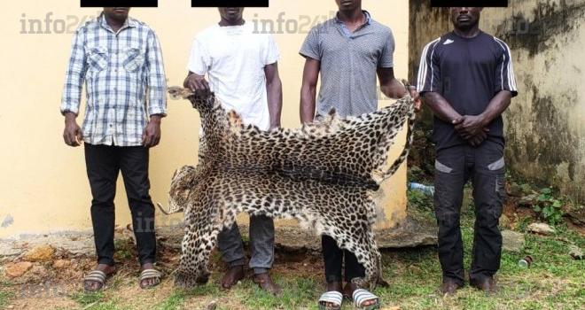 Lambaréné : 4 braconniers appréhendés avec 10 défenses d’ivoire et une peau de panthère